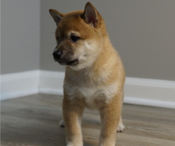 Medium Photo #32 Shiba Inu Puppy For Sale in CARPENTERSVILLE, IL, USA