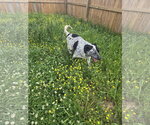 Small Photo #4 Mutt Puppy For Sale in Jackson, MS, USA