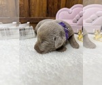Small #8 Labrador Retriever