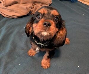Medium Cavalier King Charles Spaniel