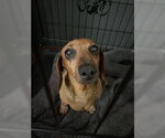 Small Dachshund