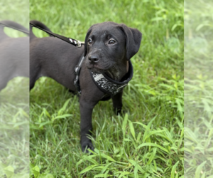 Labrador Retriever-Unknown Mix Dogs for adoption in Plainfield, IL, USA
