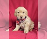 Small Photo #3 Golden Retriever Puppy For Sale in DELTA, PA, USA