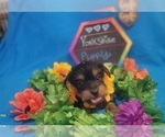 Small Photo #49 Yorkshire Terrier Puppy For Sale in AKRON, OH, USA