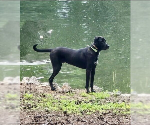Medium Photo #3 Great Dane-Labrador Retriever Mix Puppy For Sale in Mooresville, NC, USA