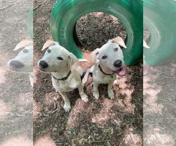 Medium Photo #3 - Mix Puppy For Sale in Greenville, SC, USA