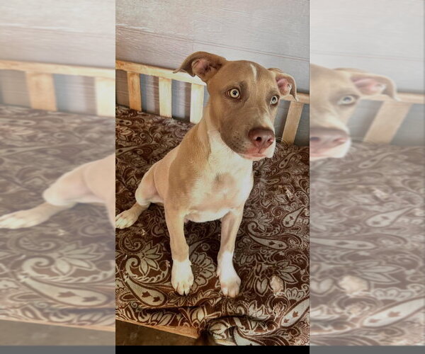 Medium Photo #1 Mutt Puppy For Sale in Wenonah, NJ, USA