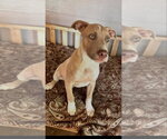 Ramsey   (2026) - Male Mutt Dog for Adoption - Small photo