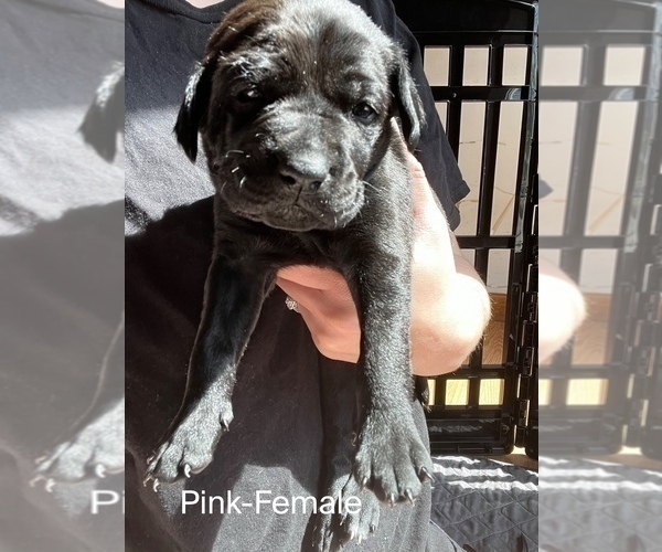 Medium Photo #7 Cane Corso-German Shorthaired Pointer Mix Puppy For Sale in CLAY CITY, KY, USA