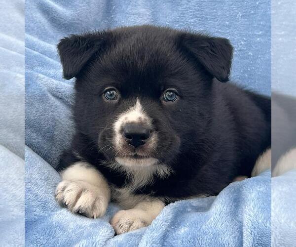 Medium Photo #1 Labrador Retriever-Unknown Mix Puppy For Sale in San Diego, CA, USA