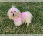 Small Photo #4 Maltese Puppy For Sale in BREA, CA, USA