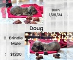 Puppy Doug Pug