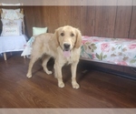 Small #5 Golden Retriever