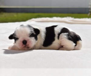 Shih Tzu Puppy for sale in PALM COAST, FL, USA