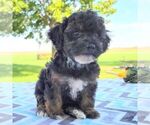 Small Photo #2 Maltipoo Puppy For Sale in ARTHUR, IL, USA