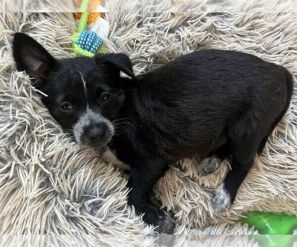 Medium Photo #3 Border Collie-Unknown Mix Puppy For Sale in San Diego, CA, USA