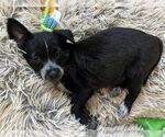 Small #2 Border Collie Mix