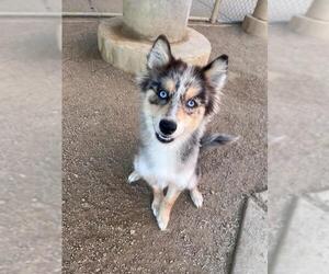 Pomsky Dogs for adoption in Plano, TX, USA