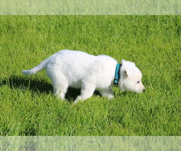 Medium Photo #8 Swiss Shepherd Puppy For Sale in ELOY, AZ, USA