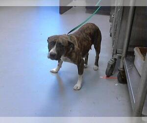 Plott Hound Dogs for adoption in Fayetteville, NC, USA