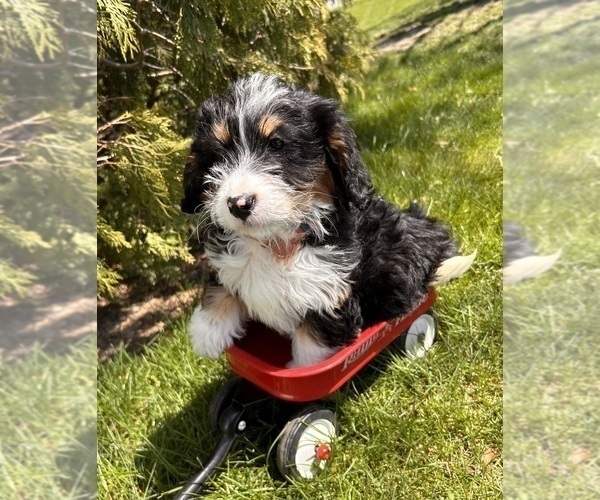 Medium Photo #3 Bernedoodle (Miniature) Puppy For Sale in MIDDLEBURY, IN, USA