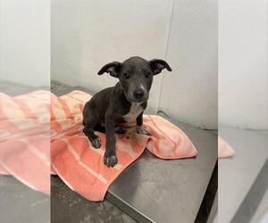 Labrador Retriever Dogs for adoption in Rosenberg, TX, USA