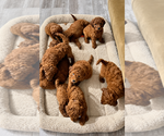 Small Golden Retriever-Poodle (Toy) Mix