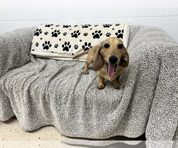 Medium Photo #1 Dachshund Puppy For Sale in York, SC, USA