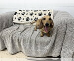 Wylie - Male Dachshund Dog for Adoption - Small photo
