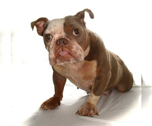 Medium Photo #6 French Bulldog-Unknown Mix Puppy For Sale in Oakland Park, FL, USA