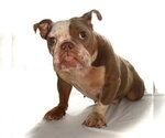 Small Photo #6 French Bulldog-Unknown Mix Puppy For Sale in Oakland Park, FL, USA