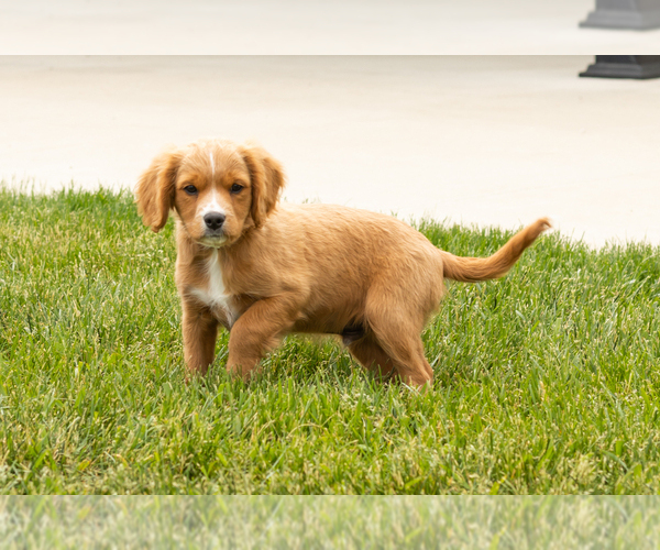 Medium Photo #17 Golden Cavadoodle Puppy For Sale in MILLERSBURG, IN, USA