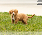 Small Photo #17 Golden Cavadoodle Puppy For Sale in MILLERSBURG, IN, USA