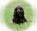 Small Photo #1 Cavalier King Charles Spaniel Puppy For Sale in CHANUTE, KS, USA