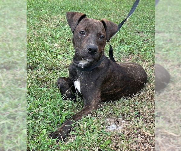 Medium Photo #6 American Pit Bull Terrier-Unknown Mix Puppy For Sale in Wetumpka, AL, USA