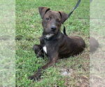Small #5 American Pit Bull Terrier Mix