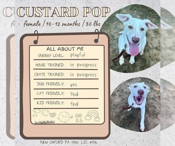 Medium Photo #4 Labrador Retriever-Unknown Mix Puppy For Sale in New Oxford , PA, USA