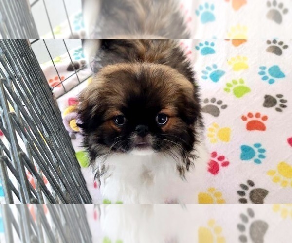 Medium Photo #13 Japanese Chin Puppy For Sale in ORO VALLEY, AZ, USA