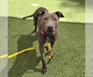 Mutt Dogs for adoption in Las Vegas, NV, USA