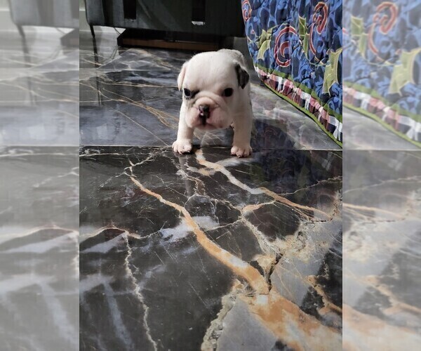 Medium Photo #1 English Bulldog Puppy For Sale in CAPE CORAL, FL, USA