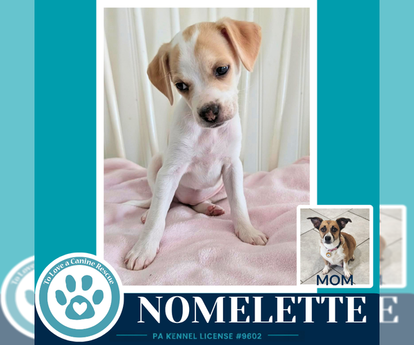 Medium Photo #3 Beagle-Unknown Mix Puppy For Sale in Kimberton, PA, USA