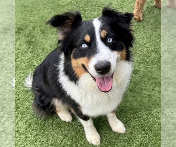 Medium Photo #1 Australian Shepherd Puppy For Sale in Newport Beach, CA, USA