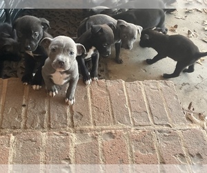 American Pit Bull Terrier Puppy for sale in OXFORD, GA, USA