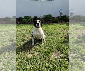 Mother of the American Bulldog puppies born on 04/24/2024