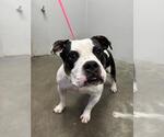 Small Photo #2 American Pit Bull Terrier Puppy For Sale in Rosenberg, TX, USA