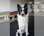 Small Photo #13 Border Collie Puppy For Sale in Highland, IL, USA