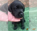 Image preview for Ad Listing. Nickname: Orange collar