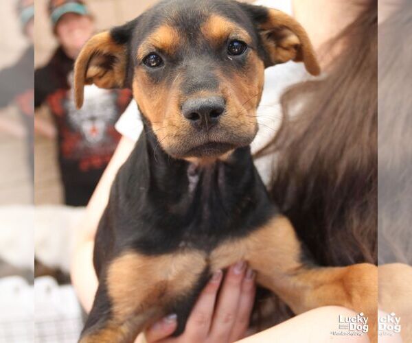 Medium Photo #5 Labrador Retriever-Unknown Mix Puppy For Sale in Washington, DC, USA