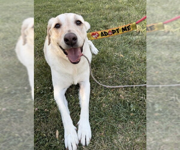 Medium Photo #3 Labrador Retriever-Unknown Mix Puppy For Sale in Sandy, UT, USA