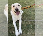 Small #2 Labrador Retriever Mix